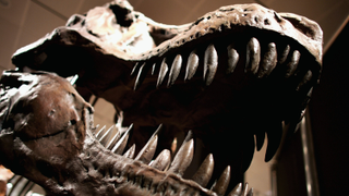 Okay, who wants to pool their money and name a new species of dinosaur?
